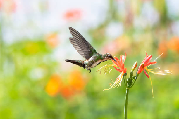 istock Young hummingbird flying and feeding on exotic flower 1395181957