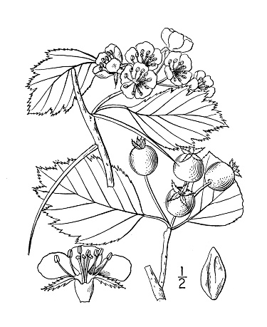 Antique botany plant illustration: Crataegus macracantha, Long spined Thorn