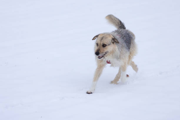 istock crossbreed dog walking in snow 1395182125