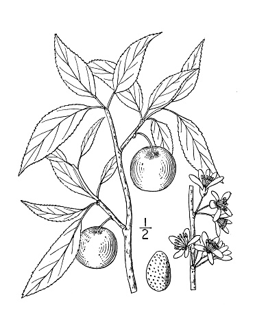 Antique botany plant illustration: Prunus Watsoni, Watson's Plum
