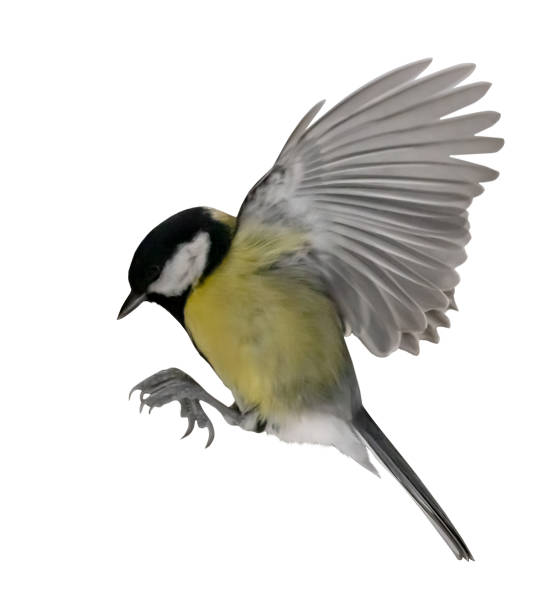 istock yellow great tit in flight isolated on white 1395182349