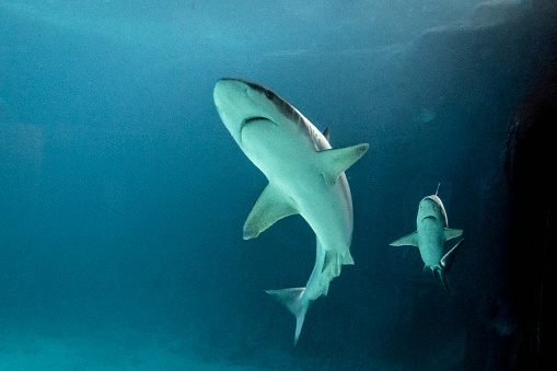 Underwater close-up of a shark swimming with its baby.