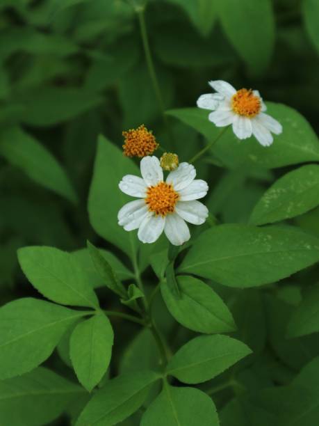 istock Bidens alba flower in bloom 1395182431