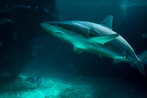 Underwater close-up of a shark swimming.