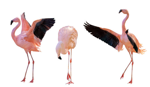 istock bright intensive pink three flamingoes on white 1395182521