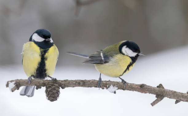 istock two great yellow tits on small winter branch 1395182630