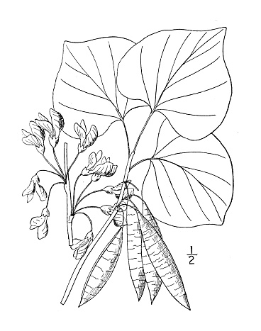 Antique botany plant illustration: Cercis Canadensis, Red bud American Judas tree