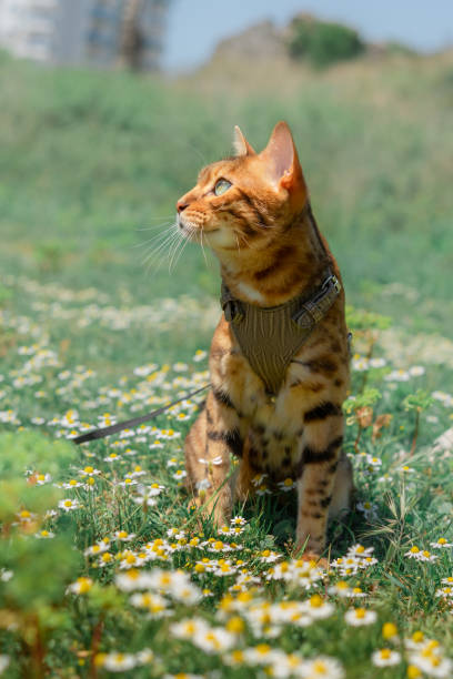 istock Bengal cat among chamomile flowers in the meadow. 1395183229