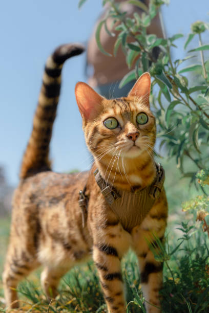 istock Domestic cat with the owner walks in nature. 1395183244