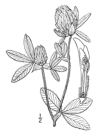 Antique botany plant illustration: Trifolium pratense, Meadow clover