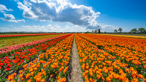 Panorama of landscape with blooming colorful tulip field, traditional dutch windmill and blue cloudy sky in Netherlands Holland , Europe - Tulips flowers background panoramic banner