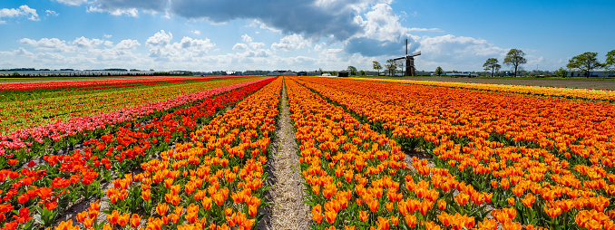 Panorama of landscape with blooming colorful tulip field, traditional dutch windmill and blue cloudy sky in Netherlands Holland , Europe - Tulips flowers background panoramic banner