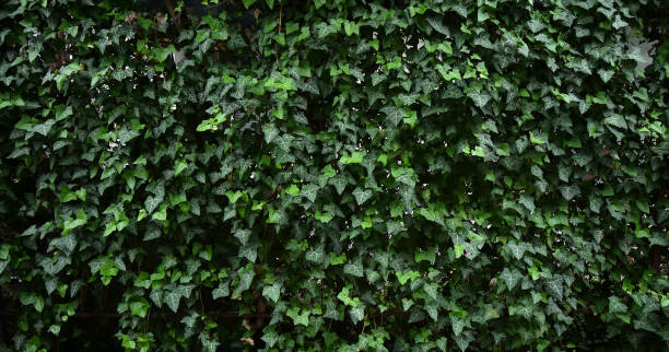 istock Common ivy in the backyard bakcgroound 1395185095