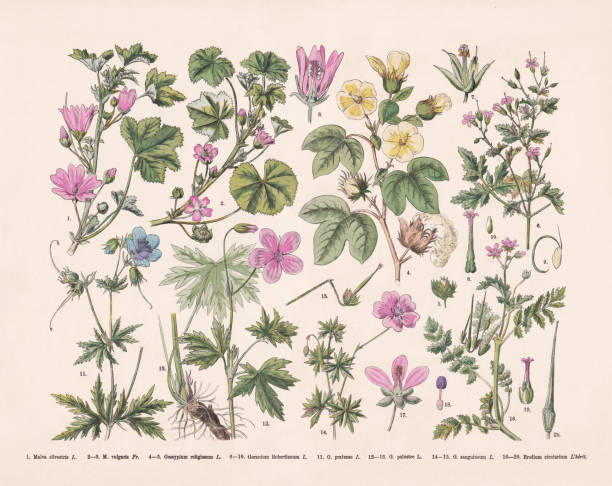 ilustrações de stock, clip art, desenhos animados e ícones de flowering plants (rosids), hand-colored wood engraving, published in 1887 - geranium pratense