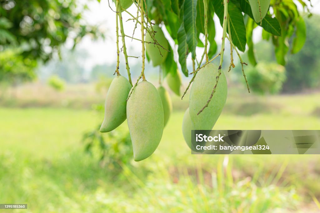 Maango Mango On The Treemango On The Tree With Nature Backgroundfruit Mango ...