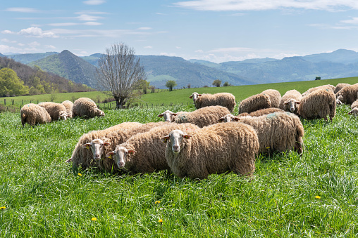 Rebaño de ovejas en la ganadería extensiva. Aezkoa. Pirineo navarro photo