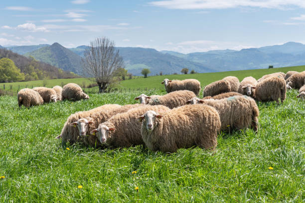 gregge di pecore in agricoltura estensiva. aezkoa. pirenei della navarra - sheep flock of sheep pasture mountain foto e immagini stock