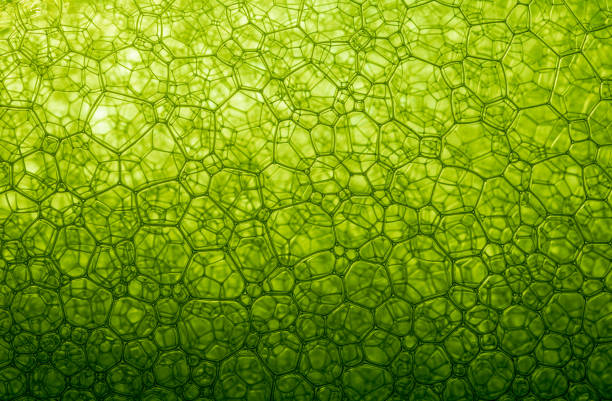istock green cell macro texture,green cell background,,Foam Bubble from Soap or Shampoo Washing,Poland, Biochemistry, Biotechnology, Laboratory, Wate 1395186242
