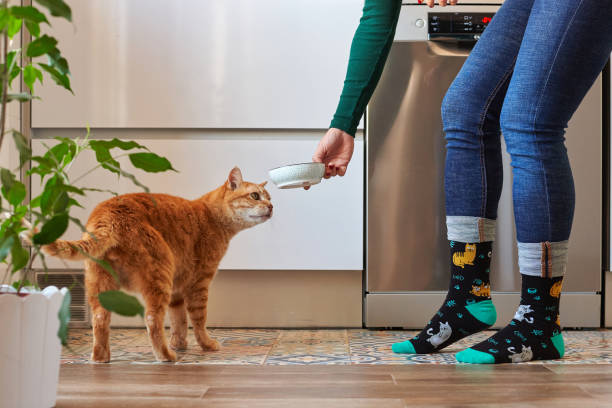 femme méconnaissable nourrissant son chat en chaussettes - bon appetite photos et images de collection