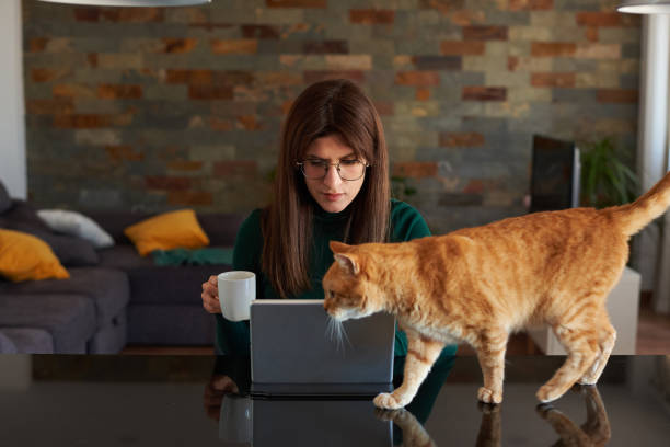 istock Woman in the kitchen using her laptop with her pet cat 1395186337