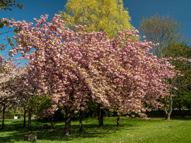 istock Tree Japanese cherry. prunus serrulata flowers 1395186549