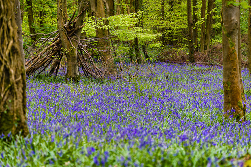 A carpet of Bluebells under a canopy of trees in woodland during spring (Crickhowell, Wales, UK)