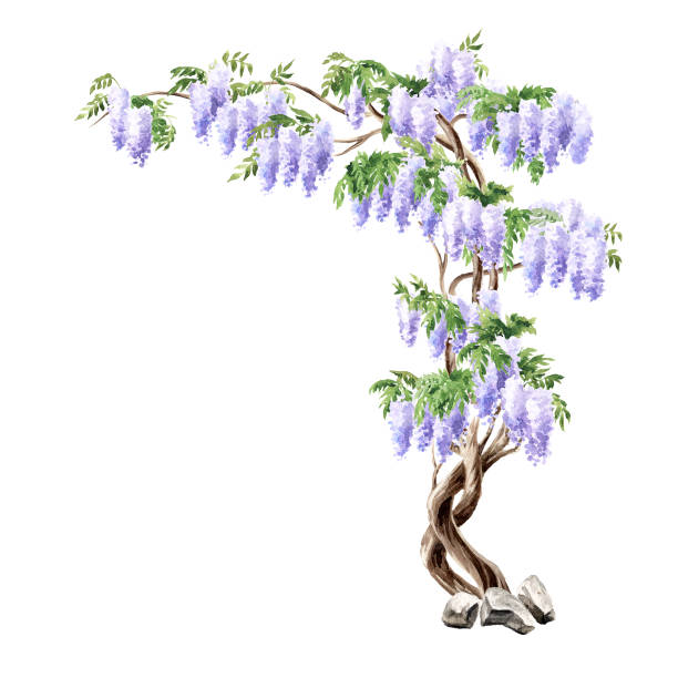 ilustraciones, imágenes clip art, dibujos animados e iconos de stock de árbol de flores de glicinia. ilustración de acuarela dibujada a mano aislada sobre fondo blanco - wisteria