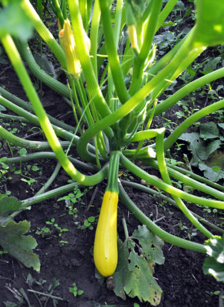 istock Flowering and fruiting courgette 1395192241