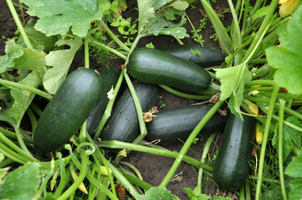 istock Flowering and fruiting courgette 1395192257