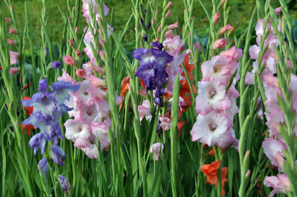 istock Blossom of colorful gladioluses 1395193058