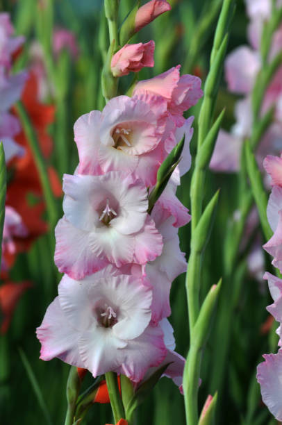 istock Blossom of colorful gladioluses 1395193064