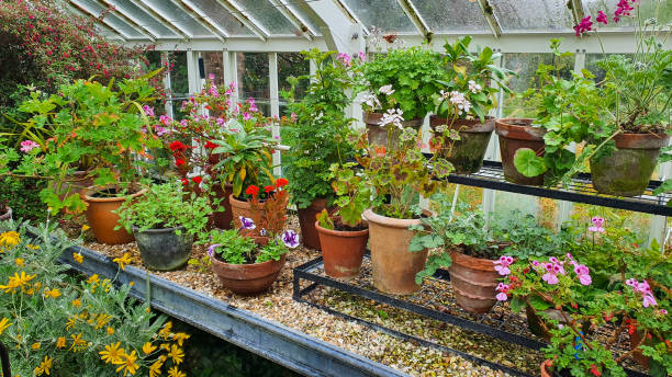istock Looking in to a orangery filled with plants 1395193096