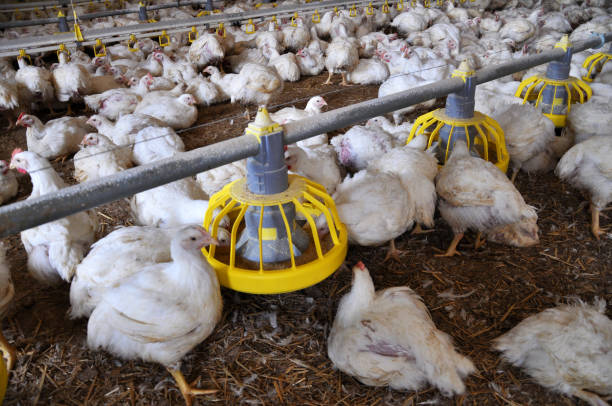 istock Farm for growing broiler chickens 1395193098