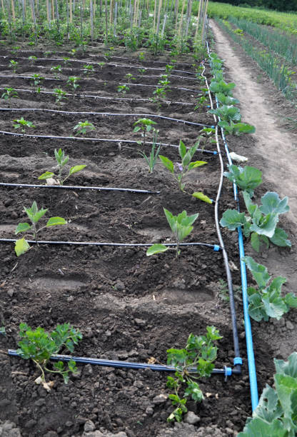 istock Drip irrigation system when growing vegetables in the open ground 1395194020