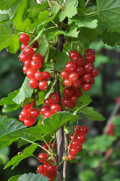 istock On the bush berries are ripe redcurrant 1395194022