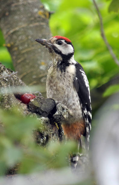 woodpecker sits on a trunk of cherries - woodpecker major wildlife nature imagens e fotografias de stock