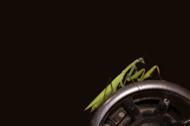 A close-up shot of a vibrant green praying mantis perched on a smooth black surface against a blurred golden background. The insect's poised stance and delicate features highlight its elegance, patience, and predatory instincts. This image captures the intricate details of nature, symbolizing mindfulness, adaptability, and survival.