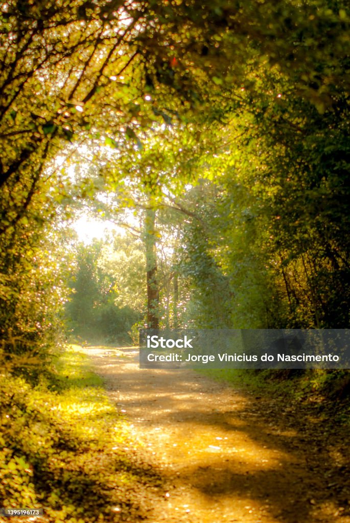 trail in the forest the sunlight on the trail in the forest Beauty In Nature Stock Photo