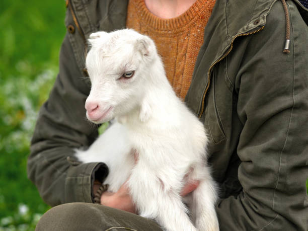 istock White little goat in the hands of a man 1395197749