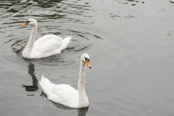 istock A pair of swans float on the water 1395197871