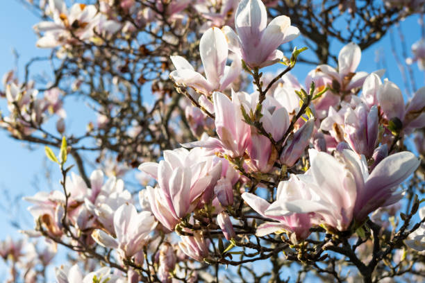 istock Blooming magnolia tree on blue sky, flowers, spring background. 1395197879