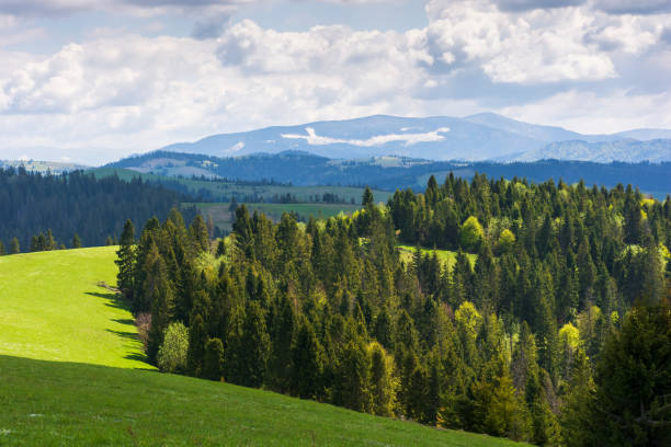 istock forest on the grassy hills an meadows 1395197959