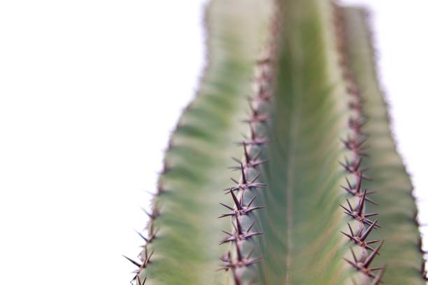 istock close up of cactus 1395198019
