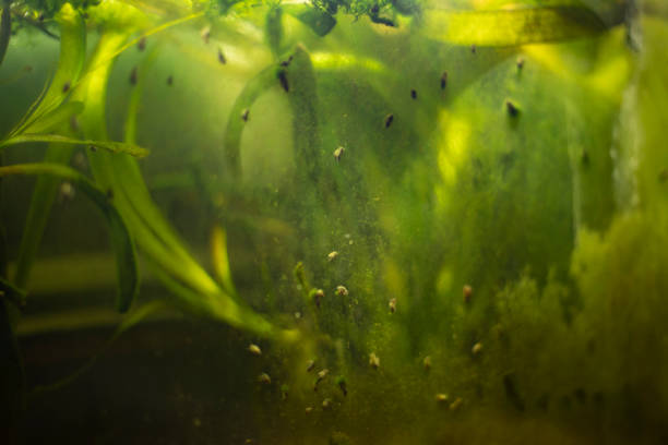pflanzen im aquarium. algen hinter glas. - algae slimy green water stock-fotos und bilder