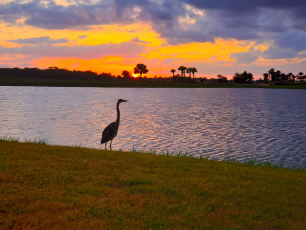 istock Crane Water Bird at Sunset in Florida 1395200625