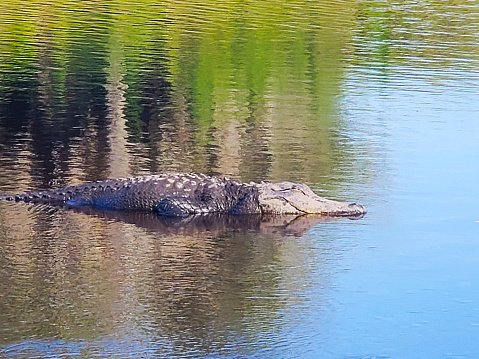 This alligator was just hanging out when I came by in a canoe.