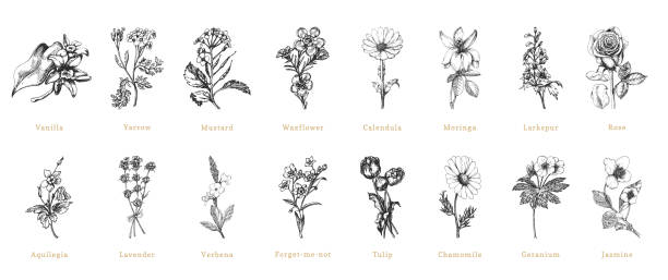 ilustrações de stock, clip art, desenhos animados e ícones de officinalis plants sketches in vector, design elements set. collection of botanical drawings in engraving style. cosmetic and pharmaceutical herbs, hand drawn illustrations. - chamomile chamomile plant flower herb