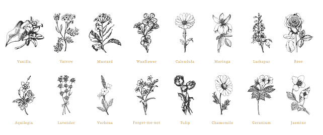 Officinalis plants sketches in vector, design elements set. Collection of botanical drawings in engraving style. Cosmetic and pharmaceutical herbs, hand drawn illustrations.