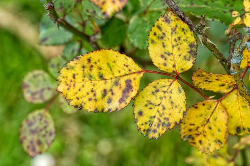Macro detail of the leaves of a rose bush infected by fungus