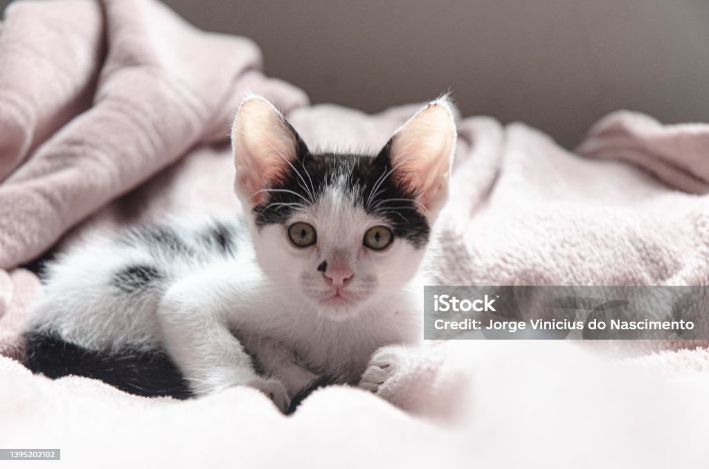 Cat Animal Stock Photo